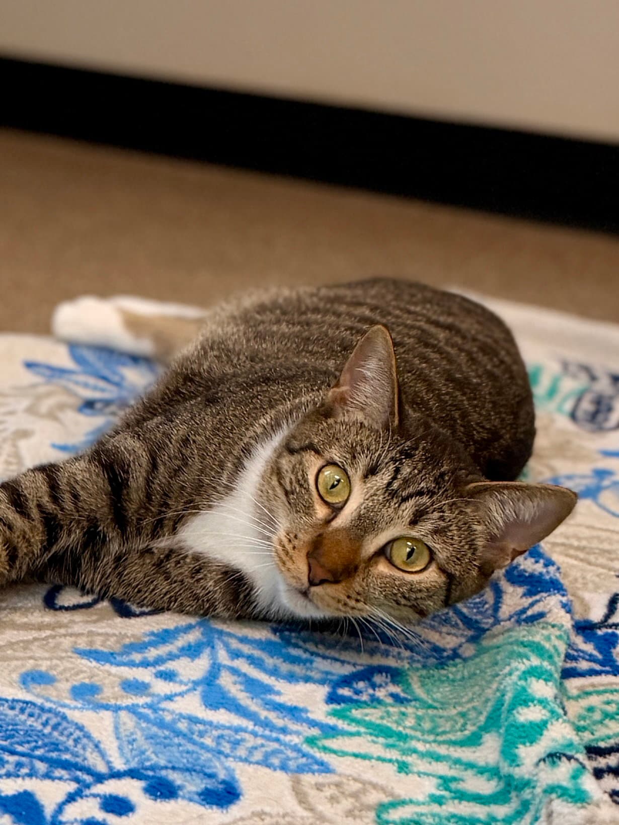 Herbie