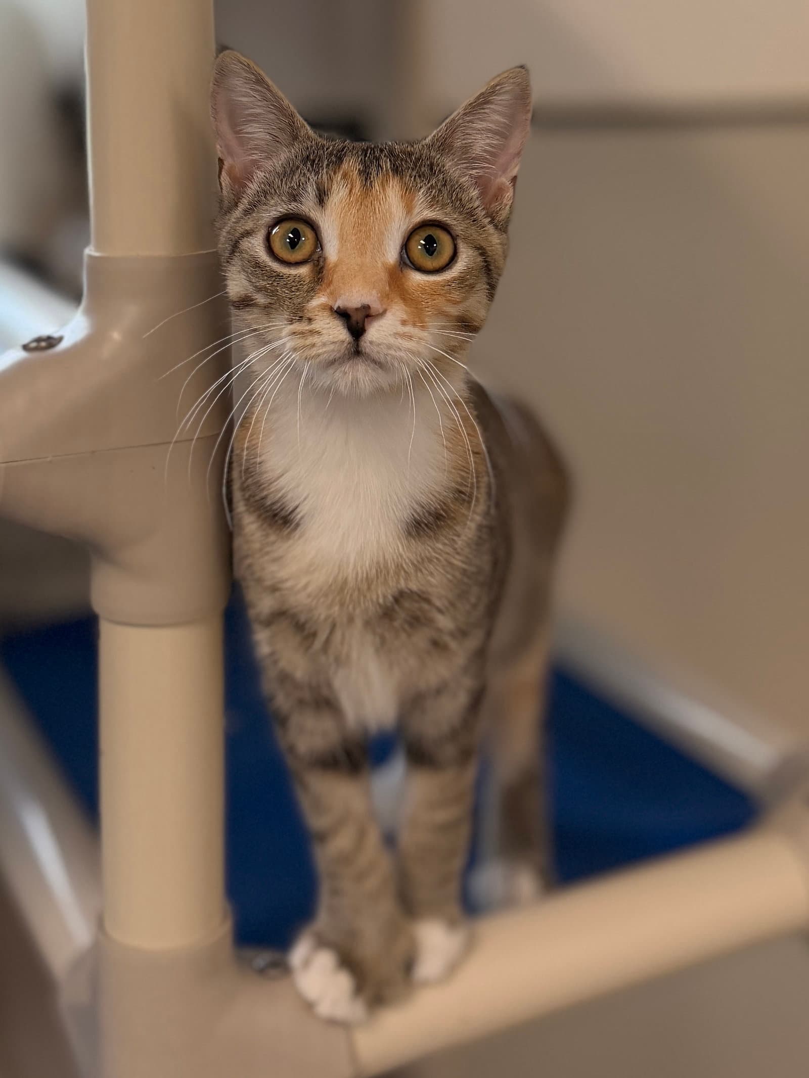 Kailani