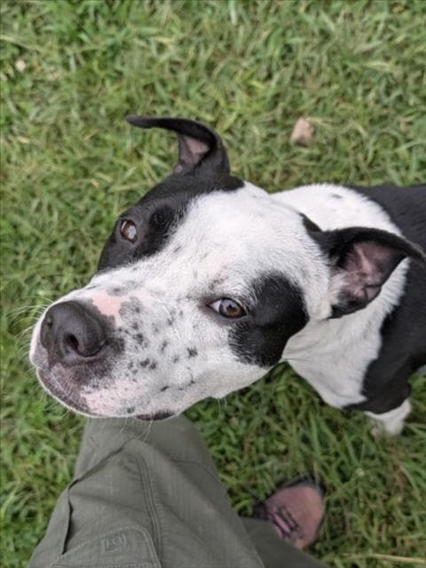 Chico