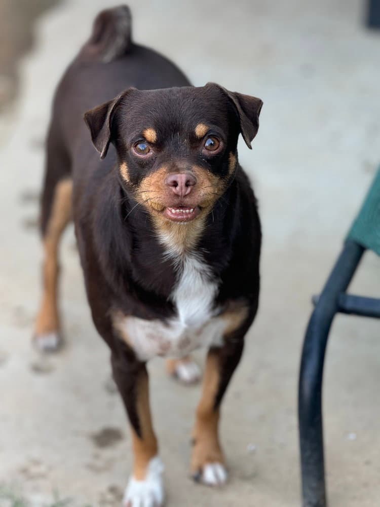 Junior