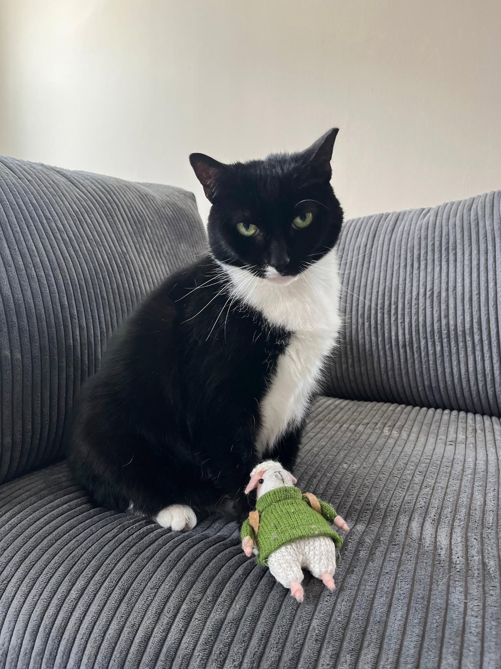 Petunia