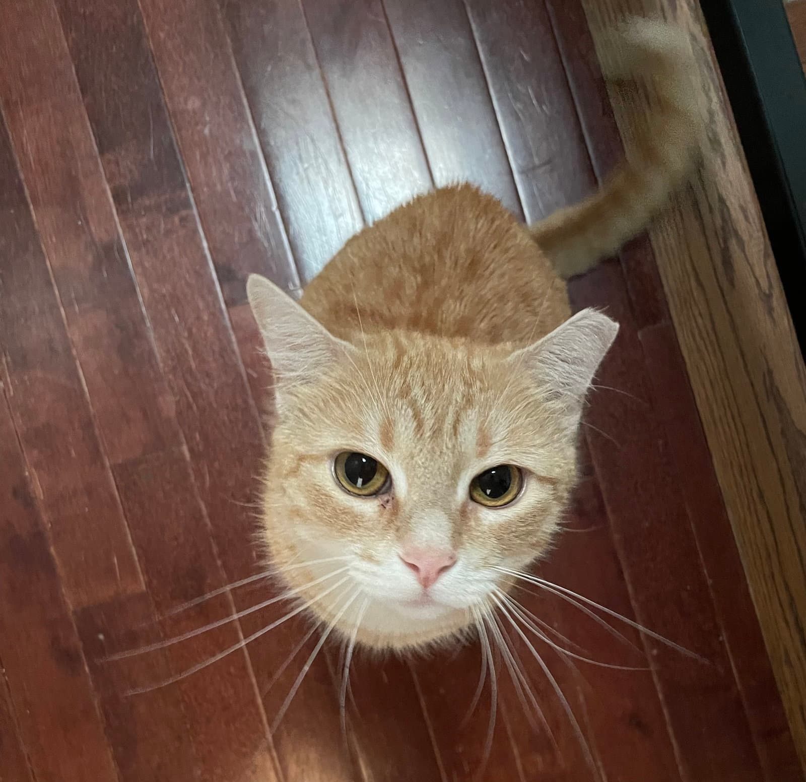 Biscuit
