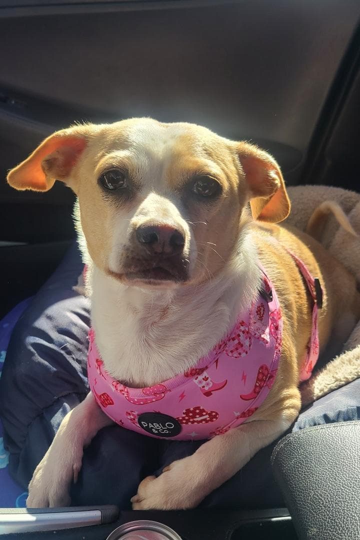 Bonnie