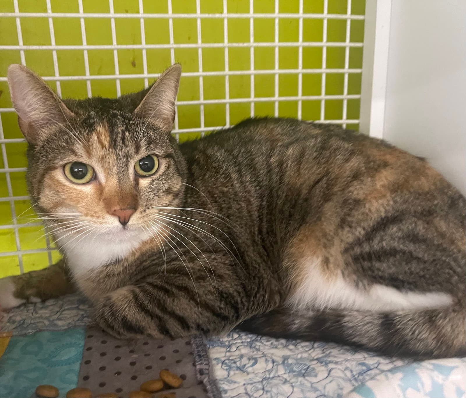 Tabby Cat