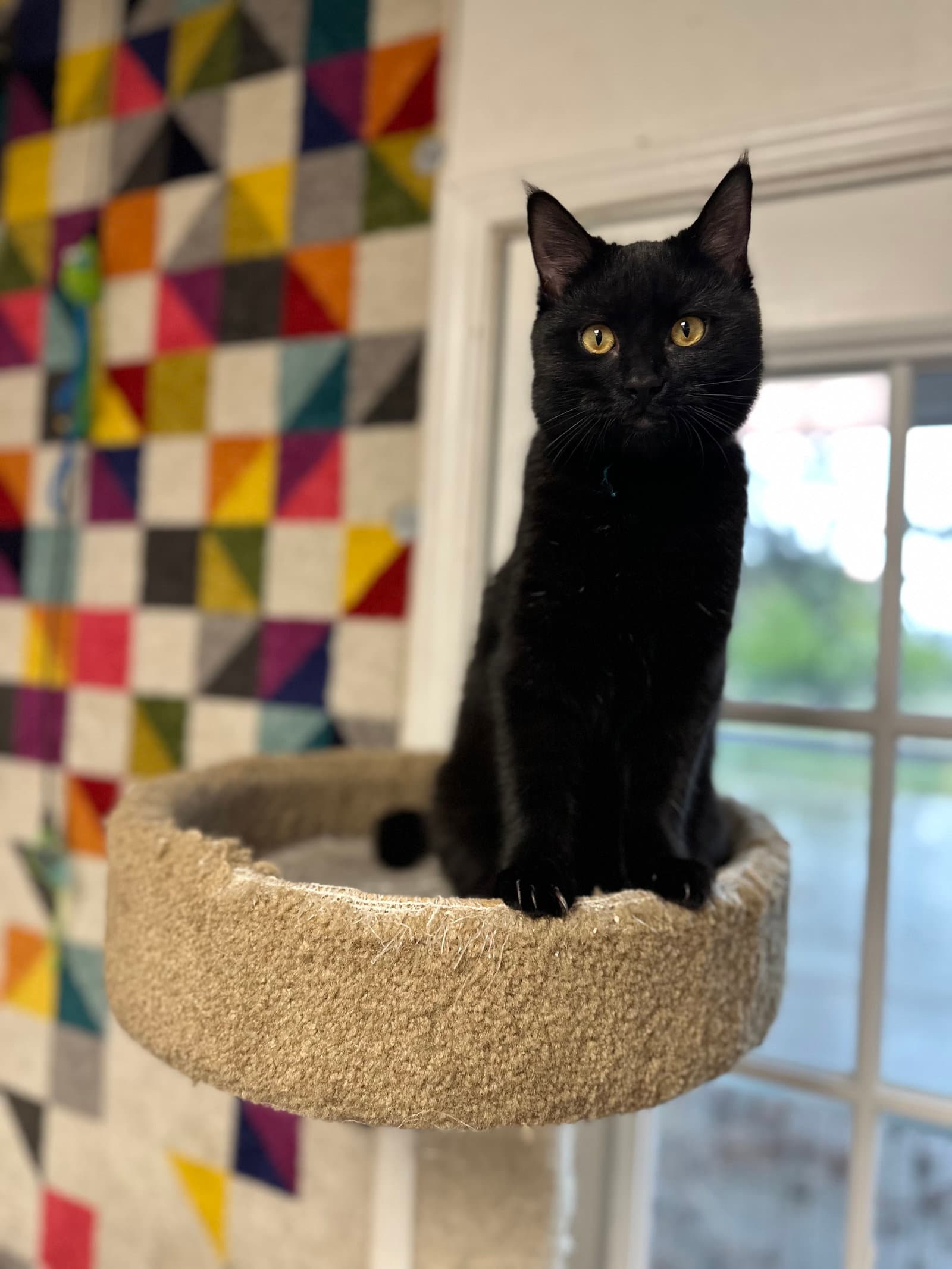 Ella