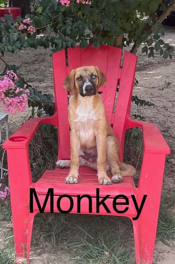 Monkey