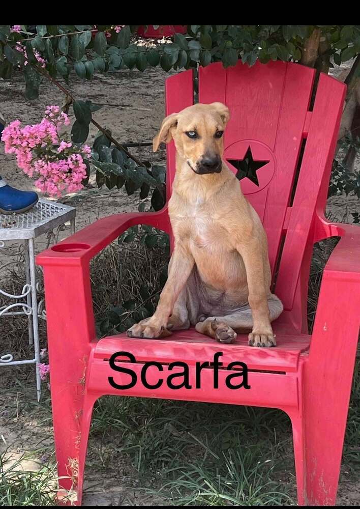 Scarfa