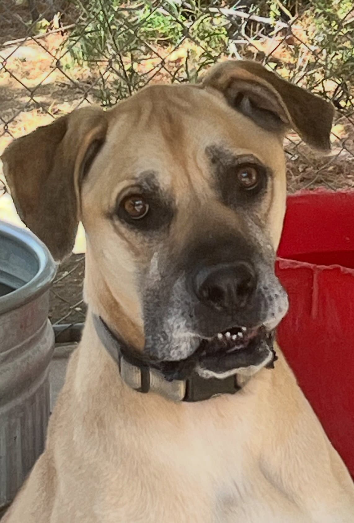 Kodi
