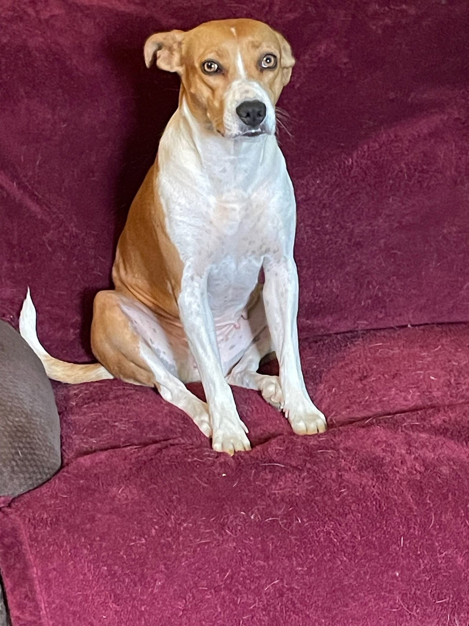 Bella