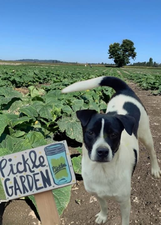 Pickles