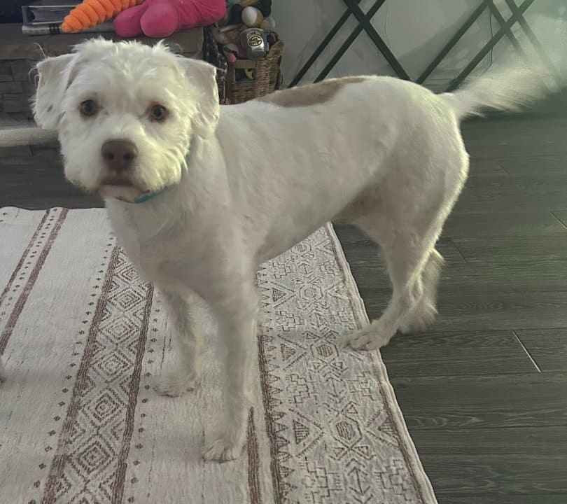 Tyson