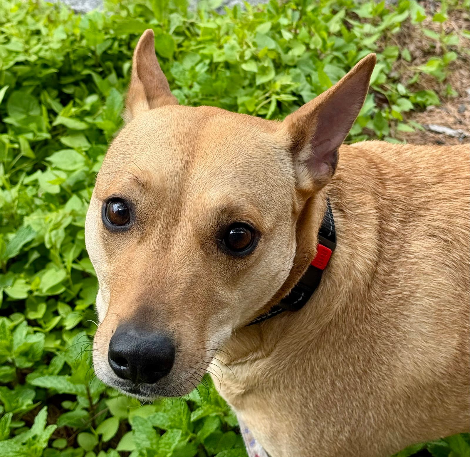 Sadie