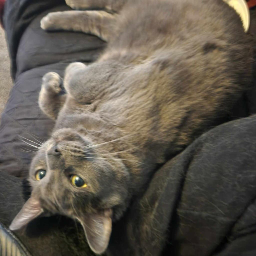 Teddi