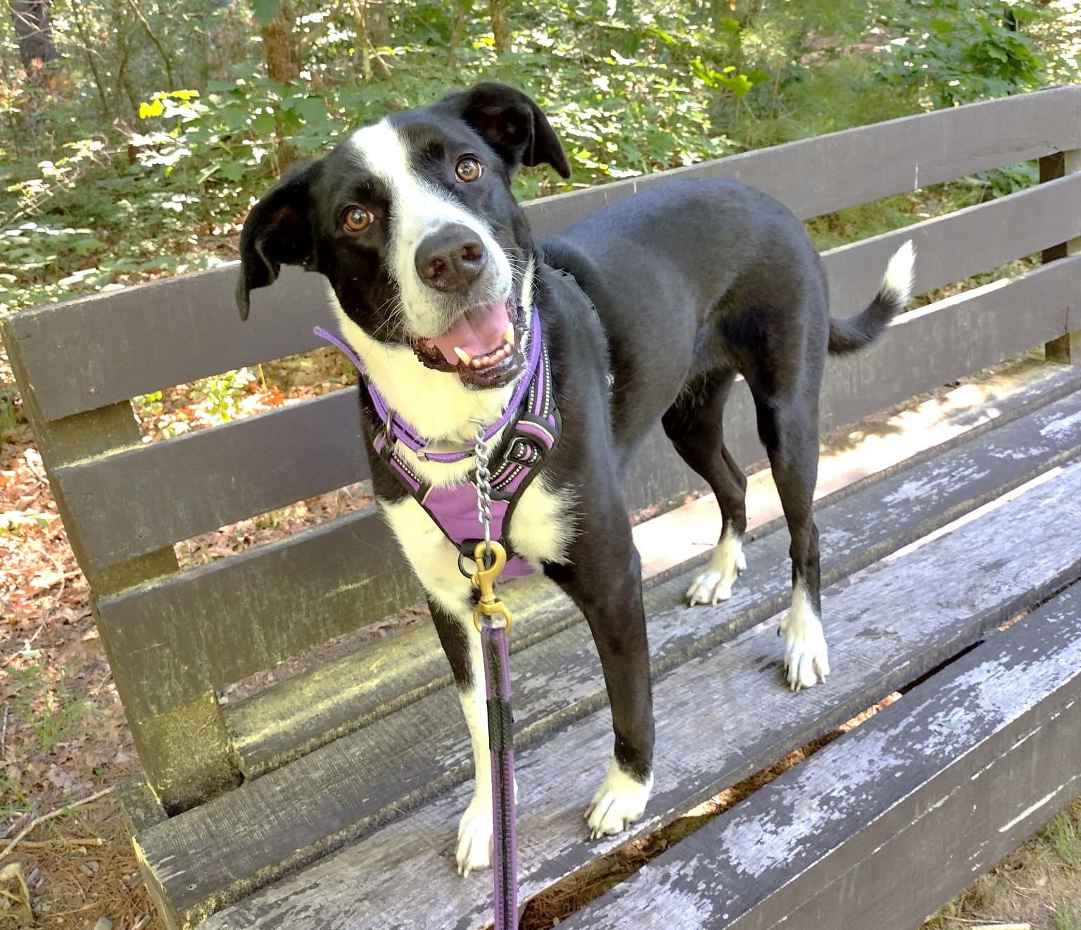 Sophie Pepper