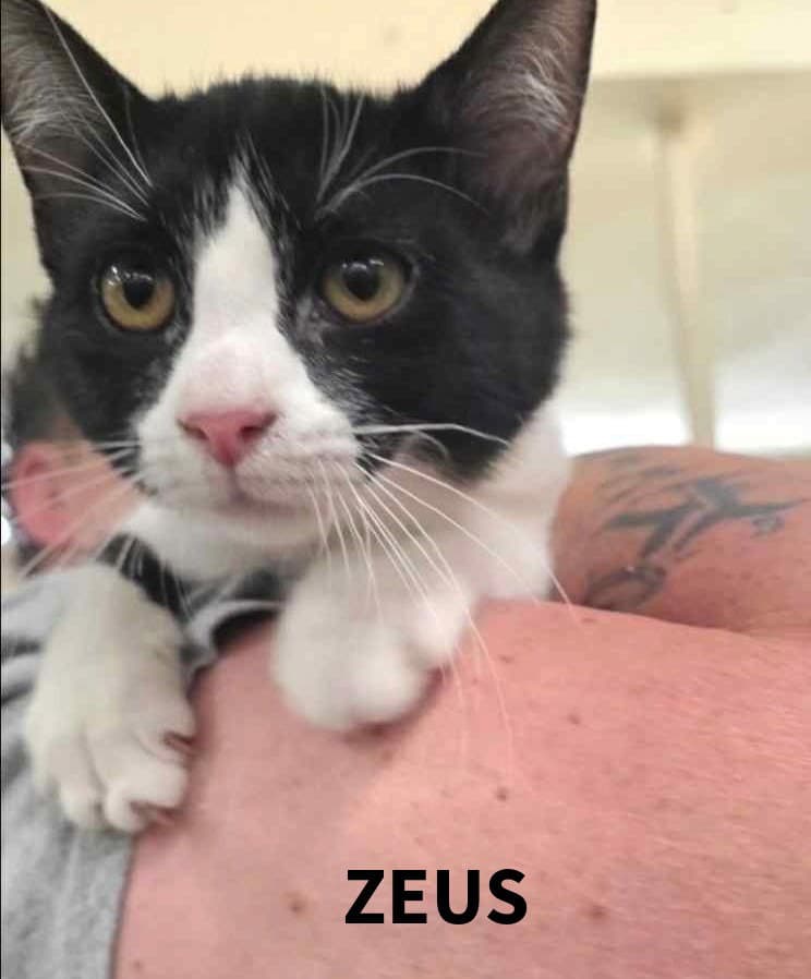 Zeus C Harrell