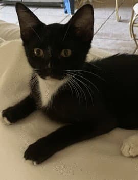 Loki C Ingram
