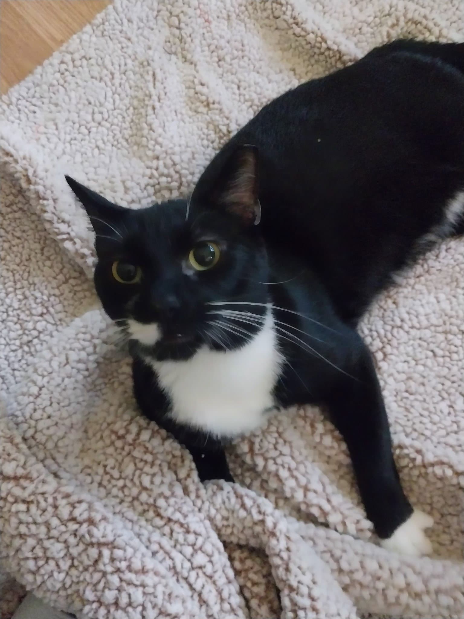 Moonscar