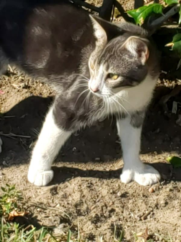 Gina #polydactyl-princess