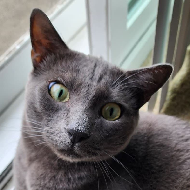 Dali