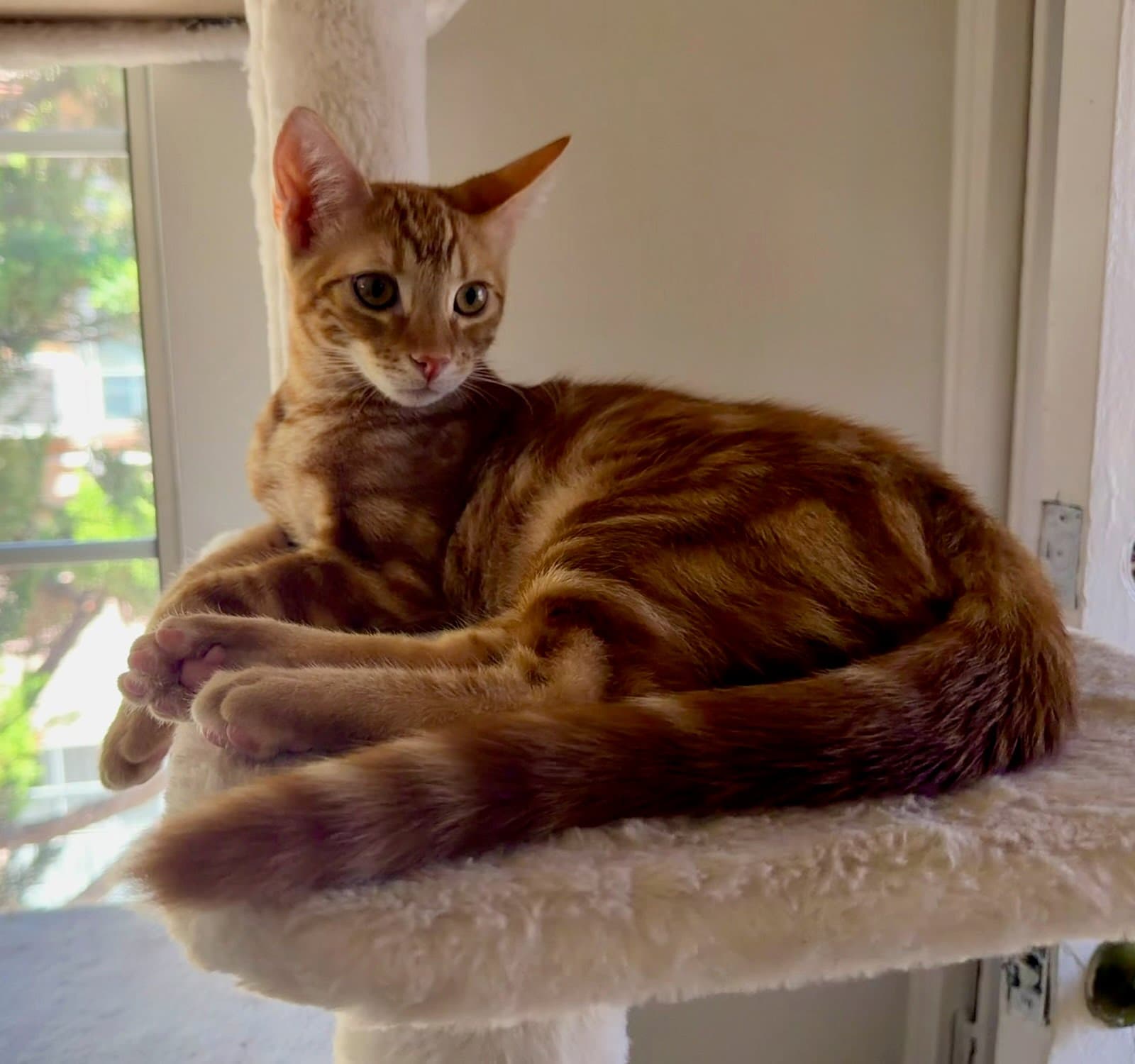 Jasper