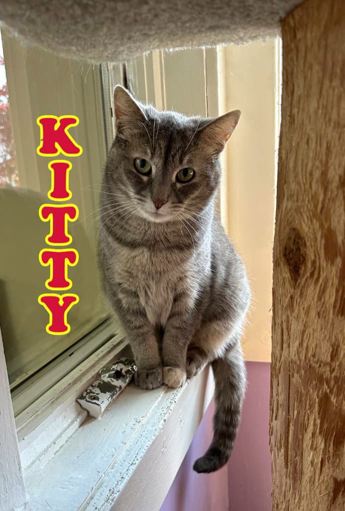 Kitty (Foreman)
