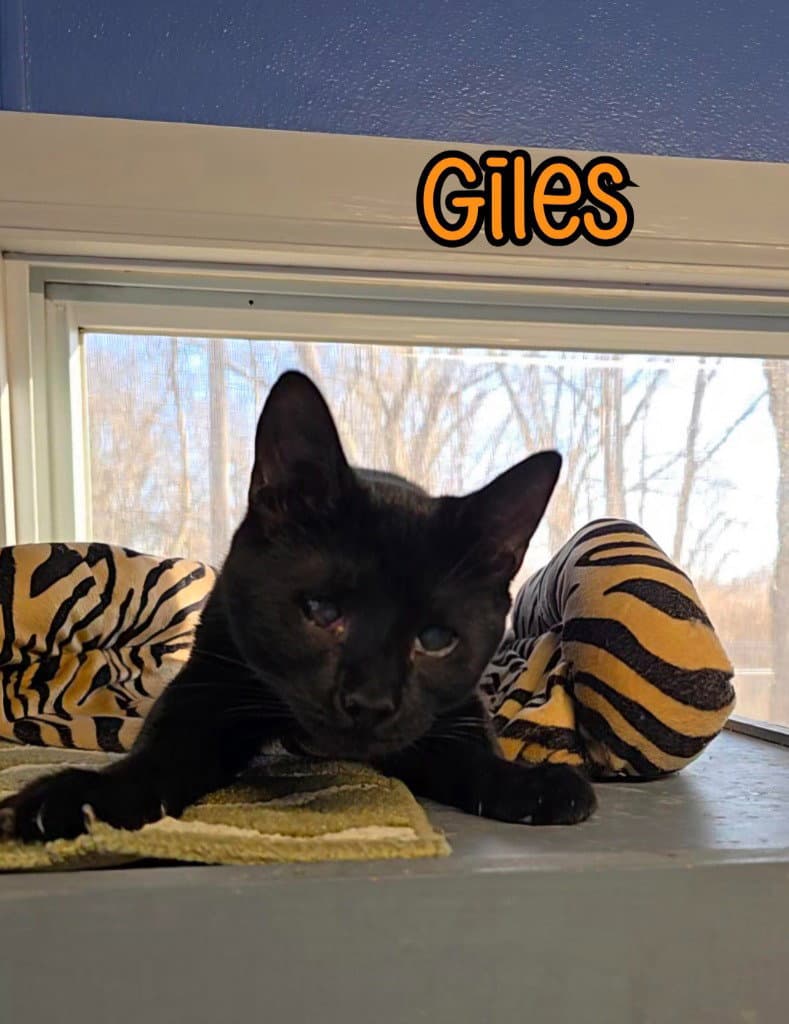 Giles