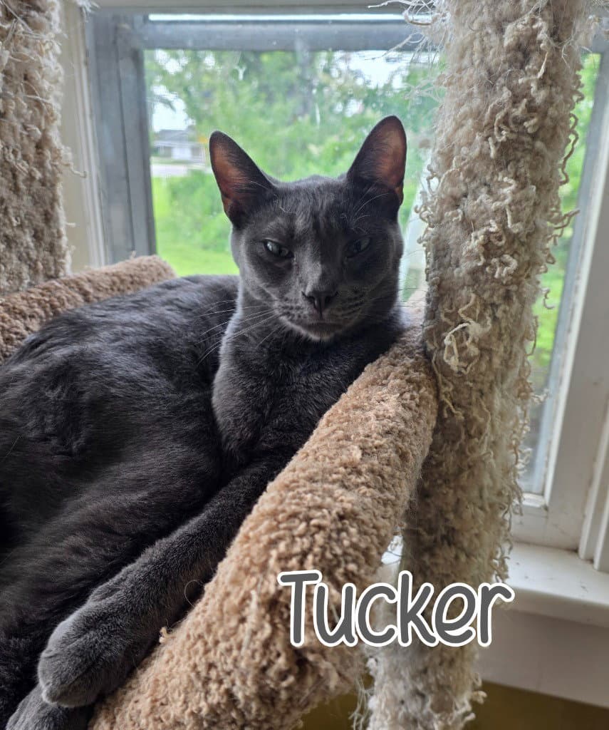 Tucker