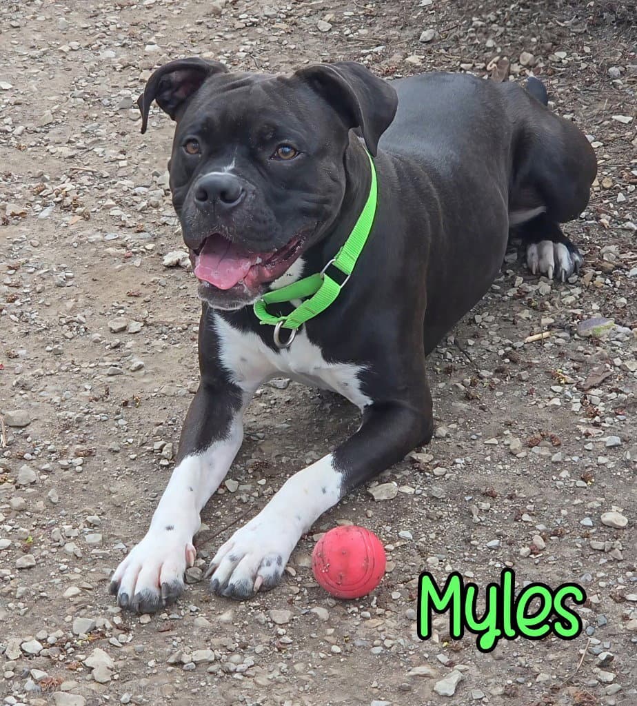 Myles