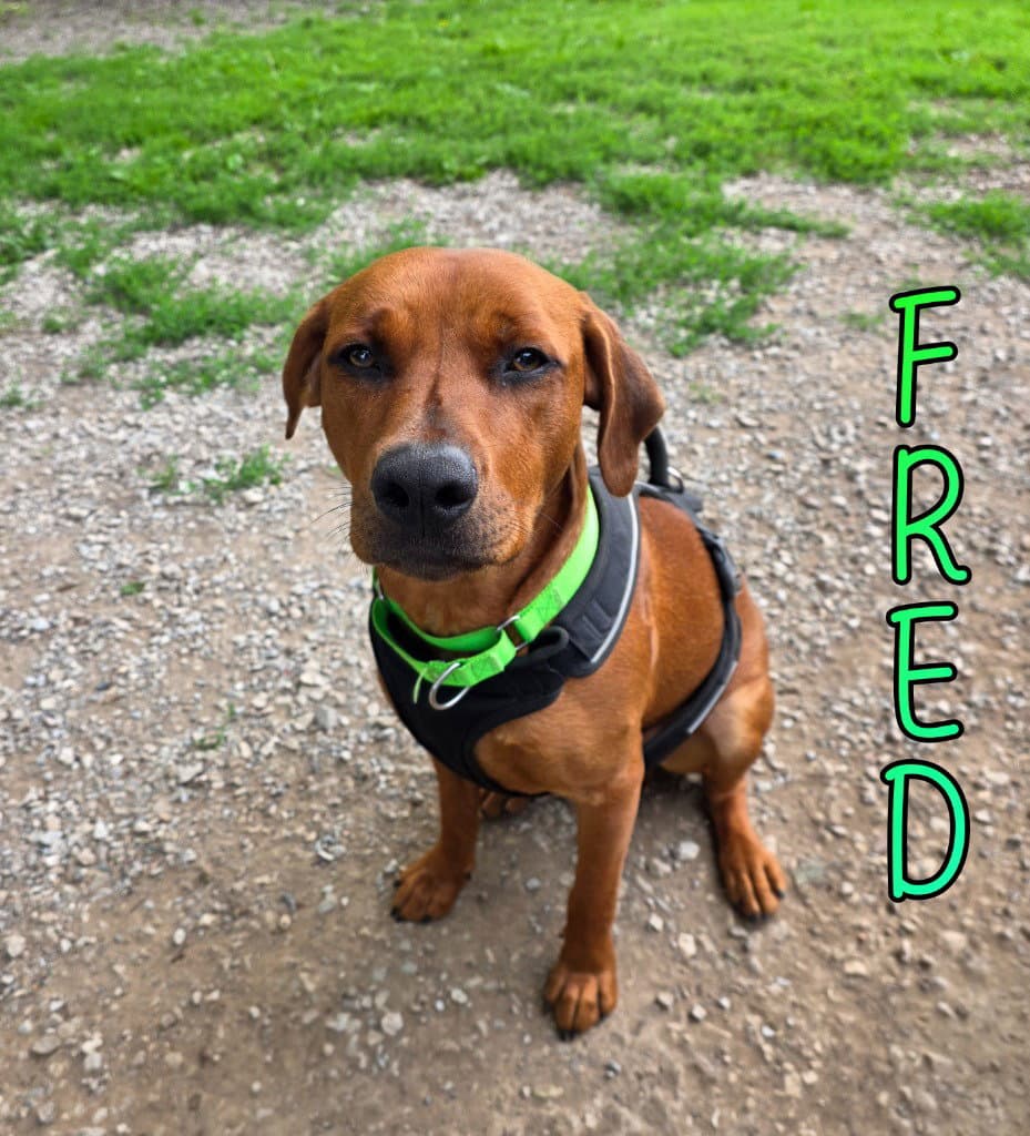 Fred