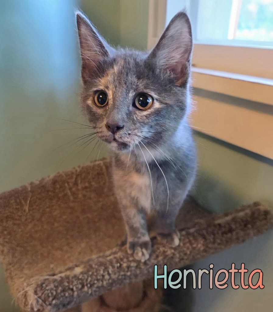Henrietta
