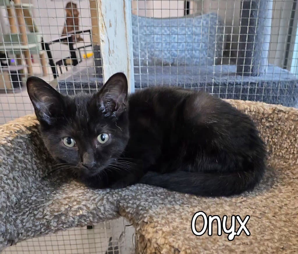 Onyx