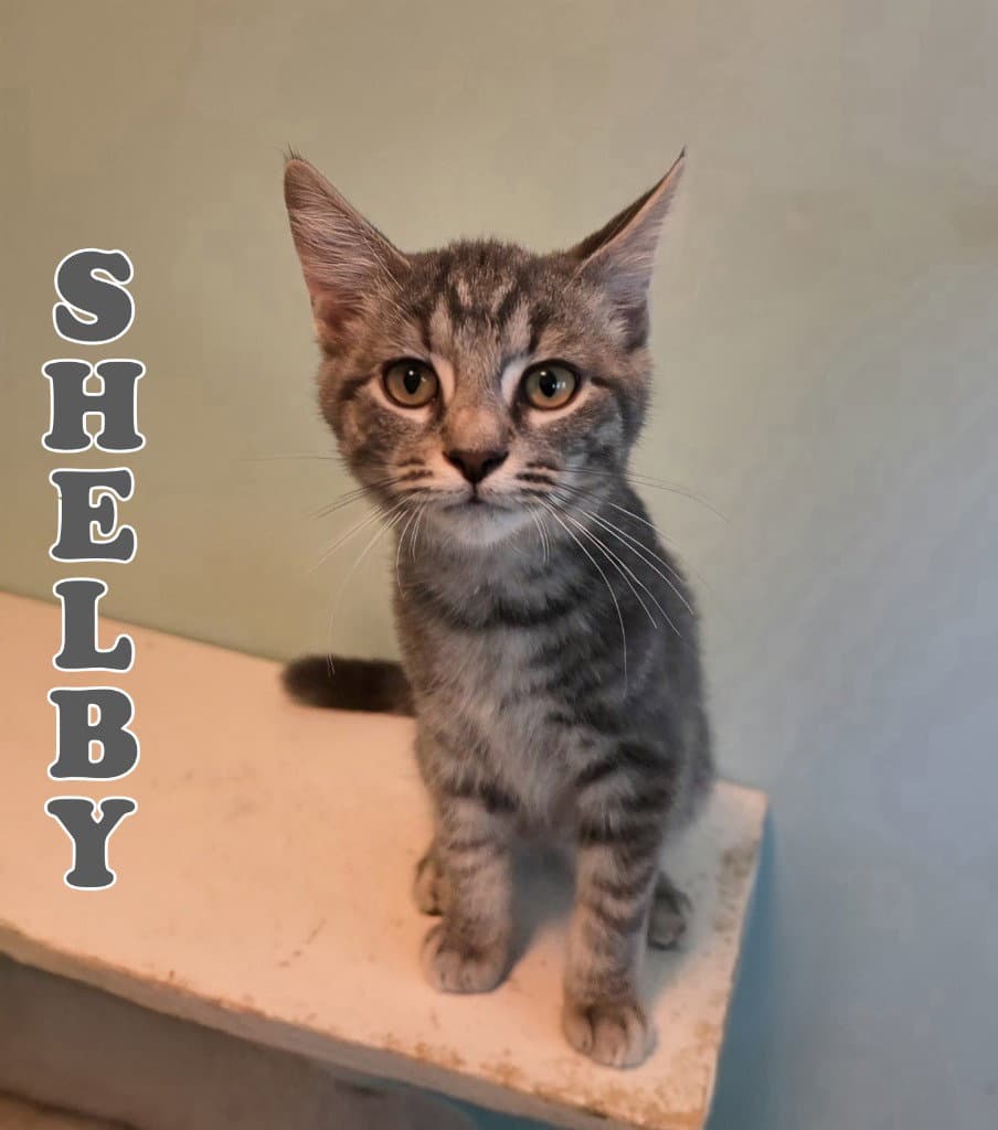 Shelby