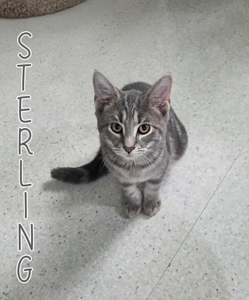 Sterling