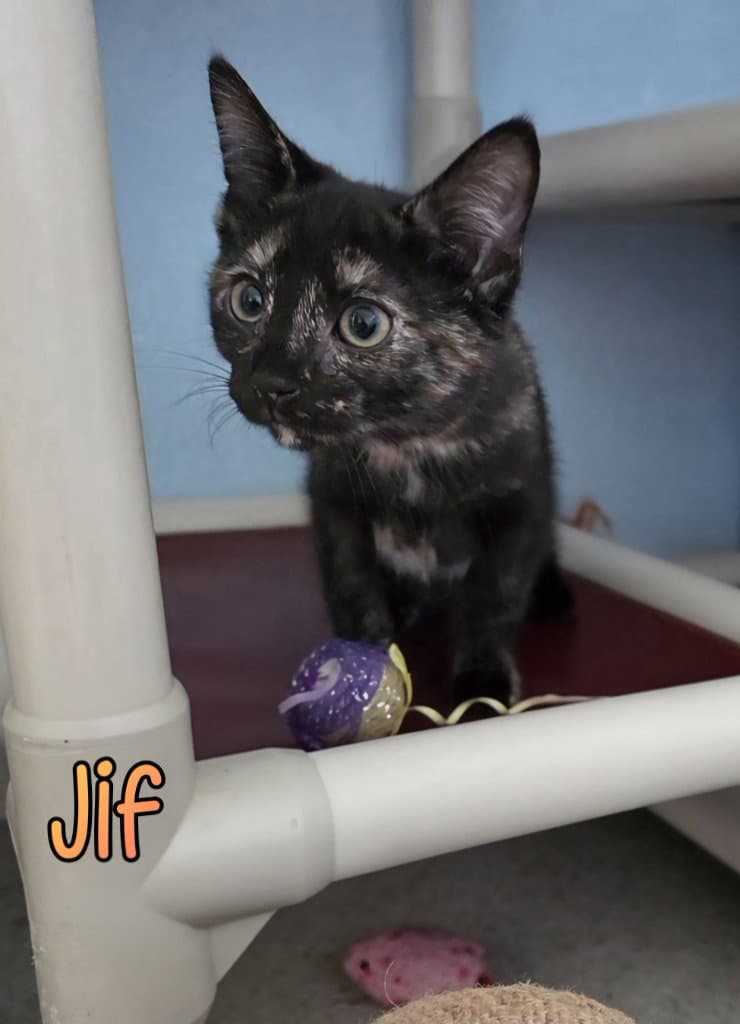 Jif
