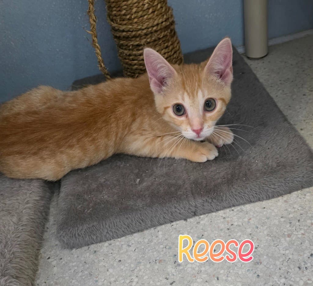 Reese