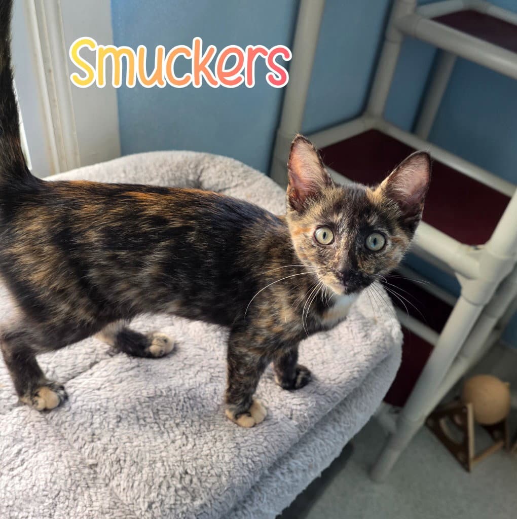 Smuckers