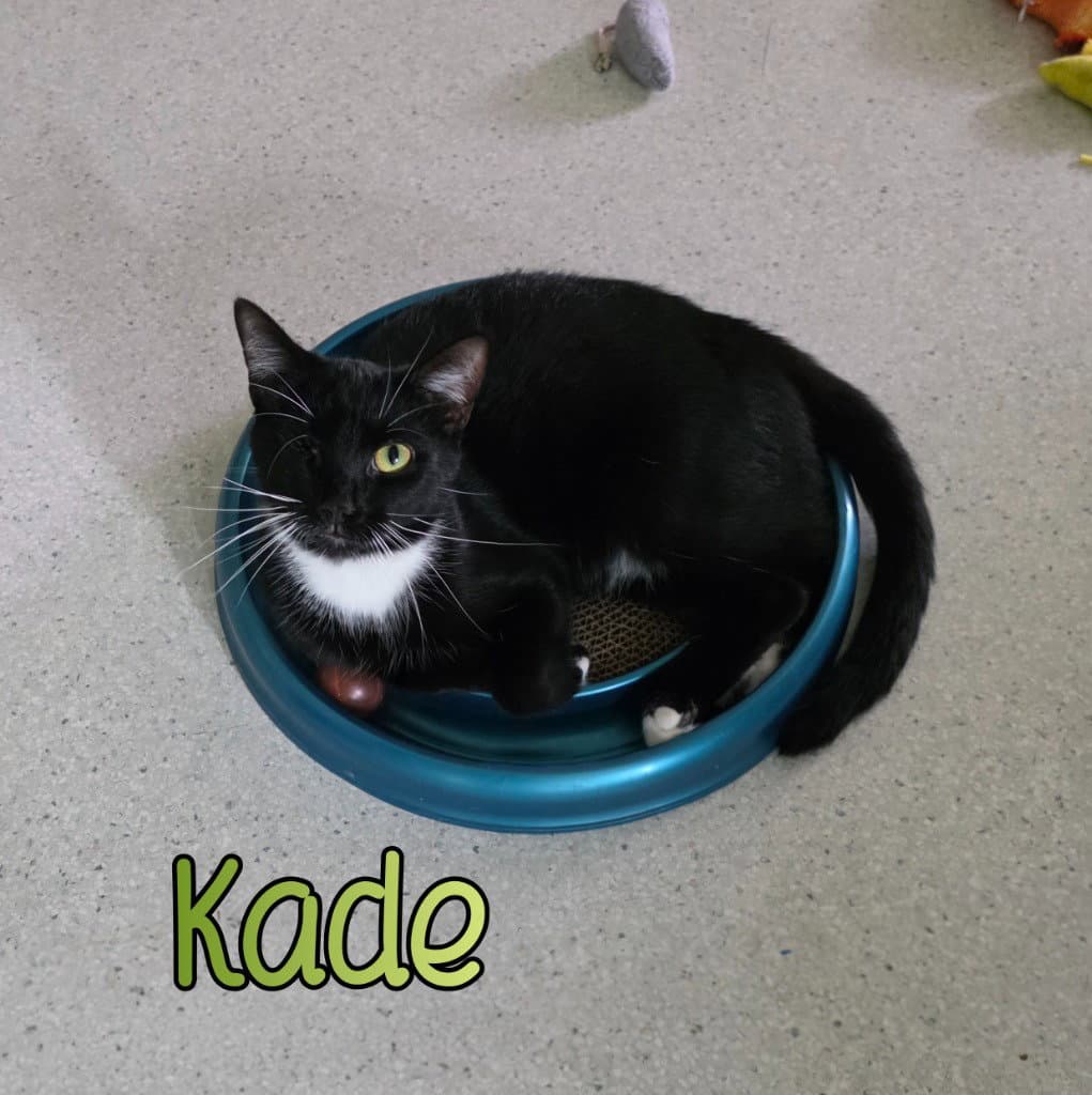 Kade