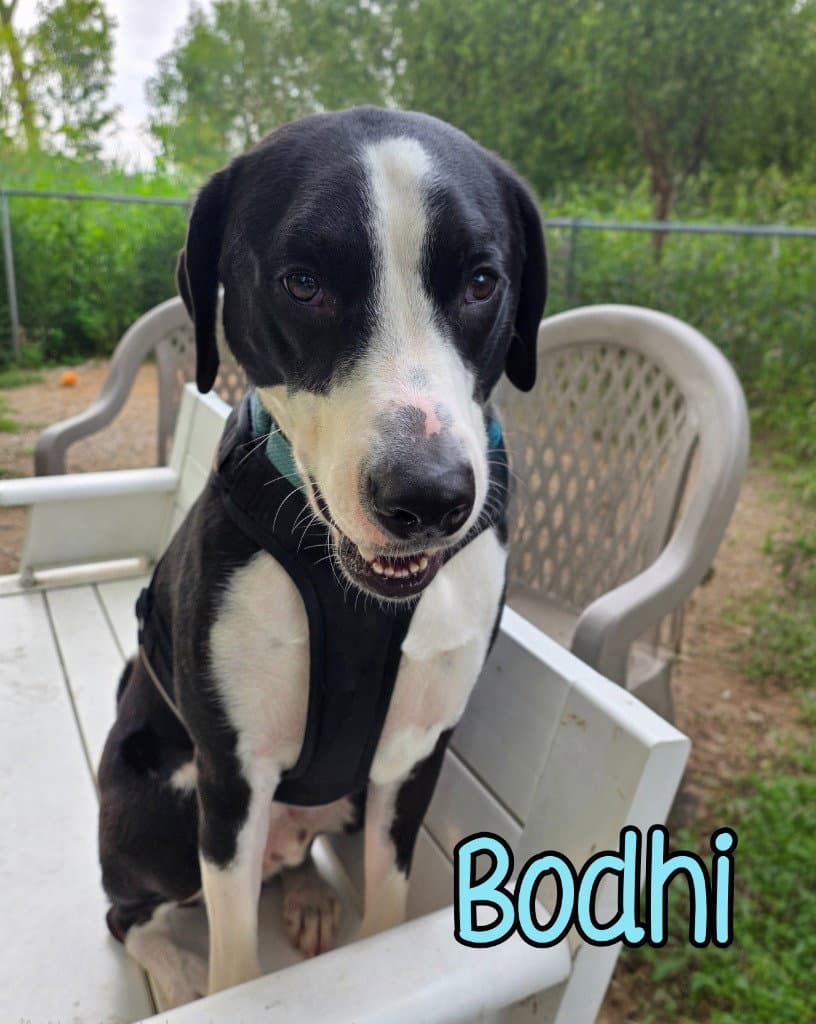 Bodhi