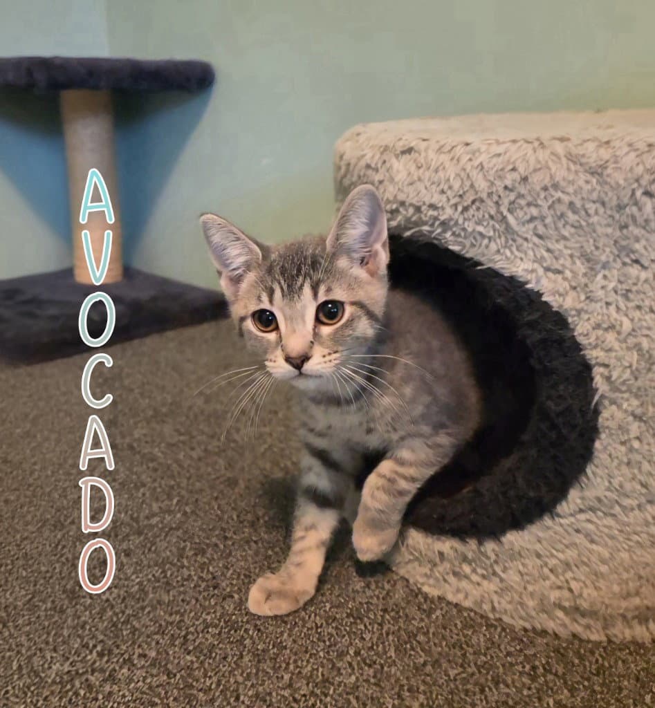 Avocado