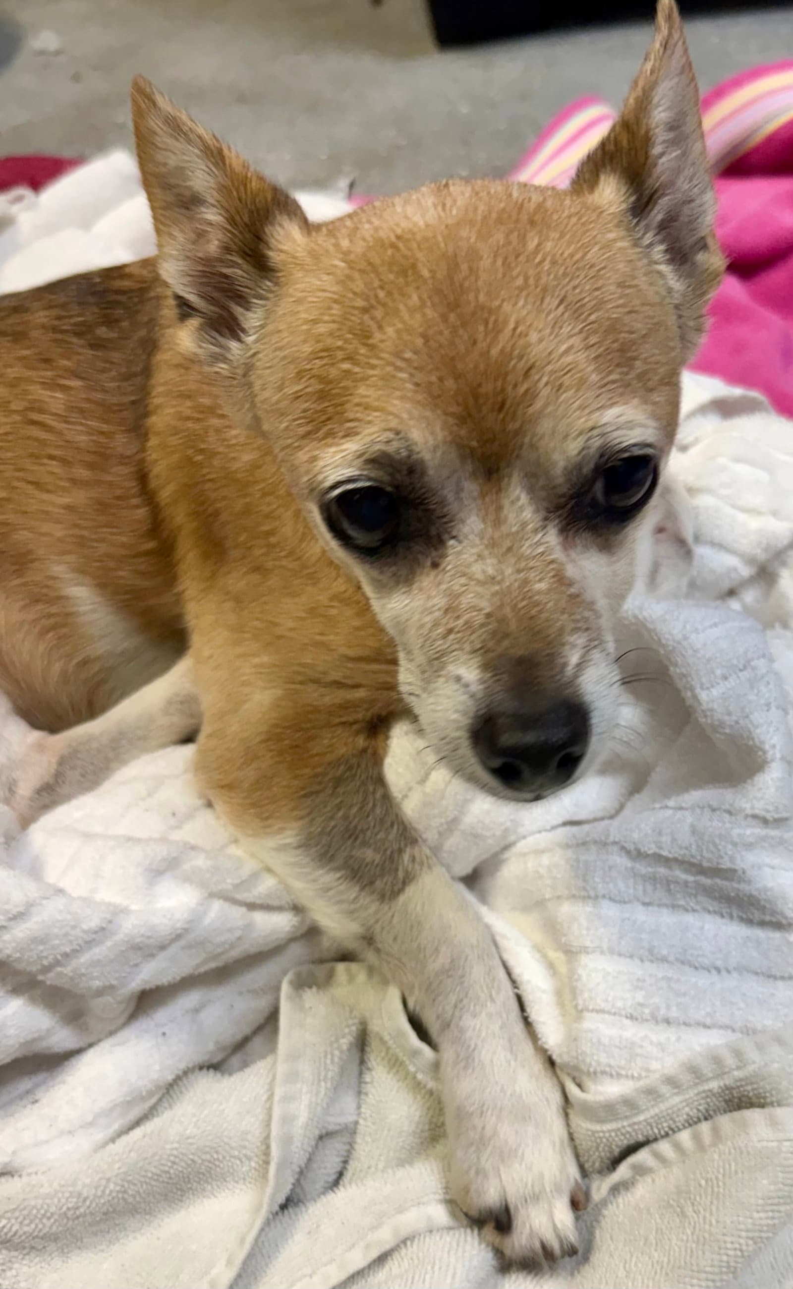Handsome Chihuahua  Noah