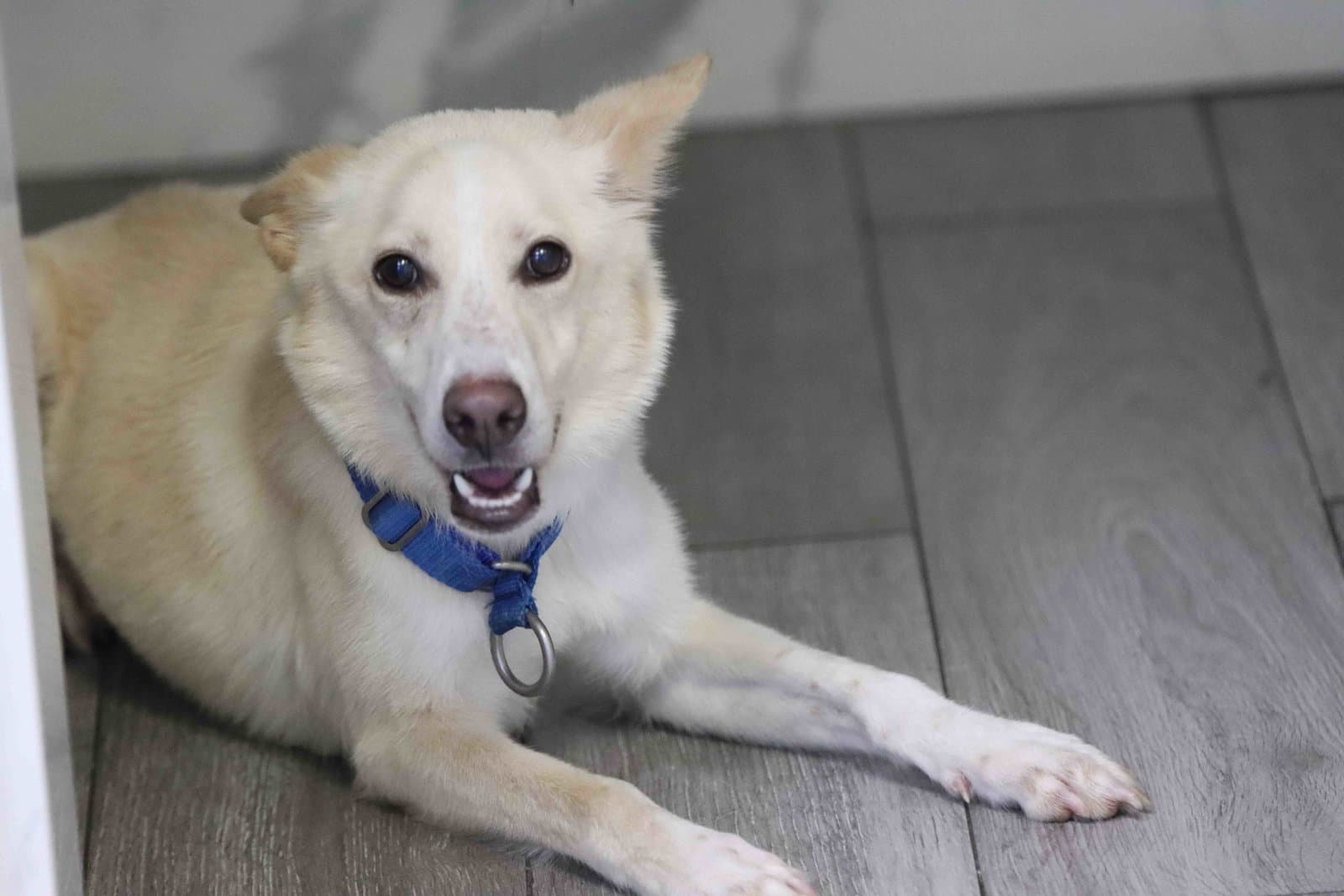 Laika