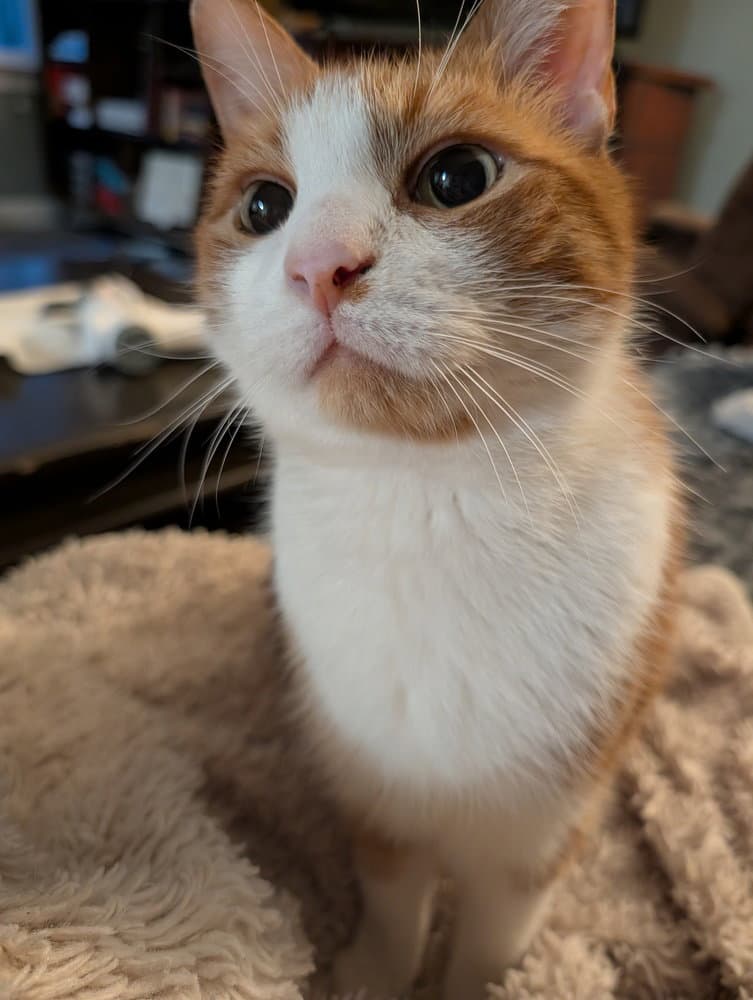 Nemo