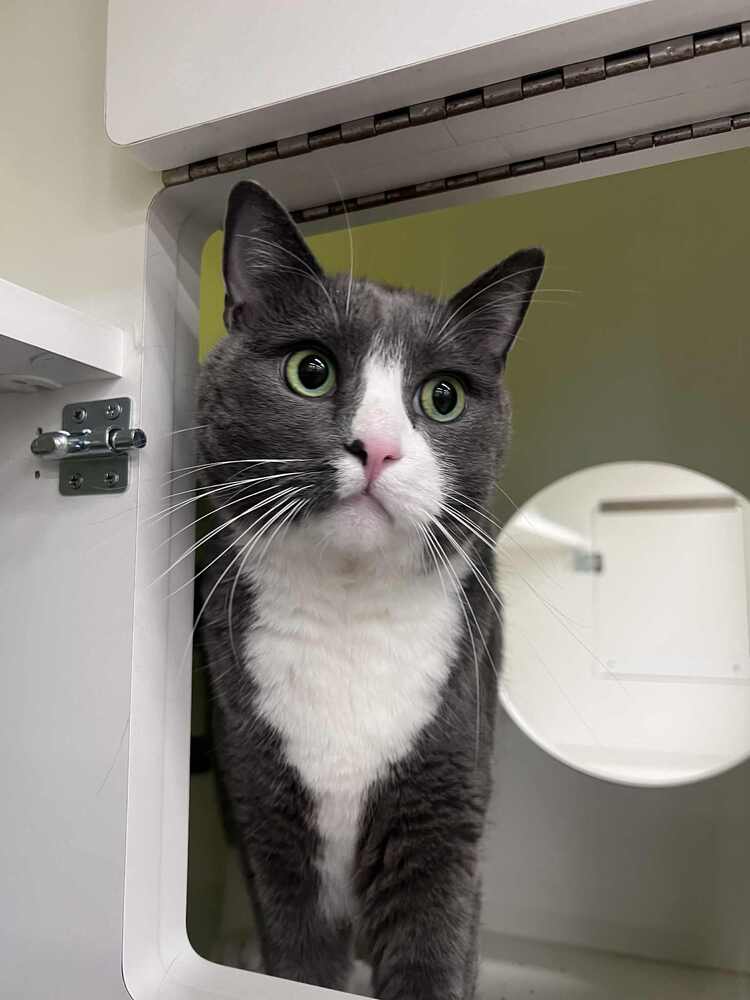 Finn-Adopt or Foster to Adopt
