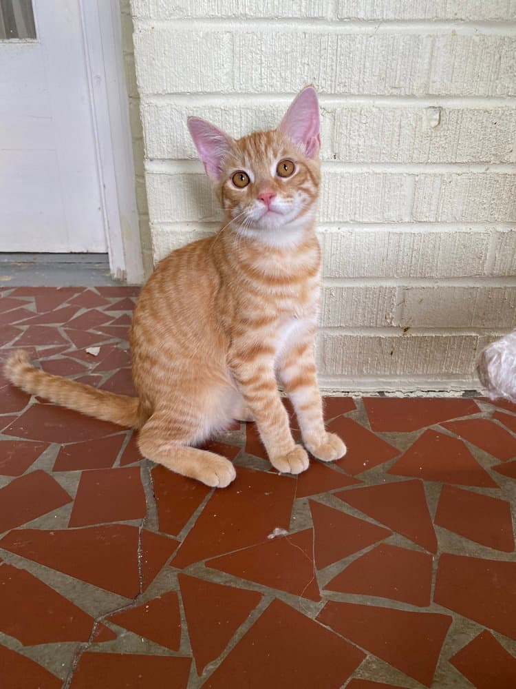 Mango