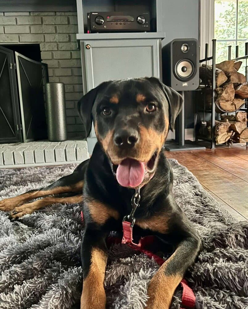 Raja