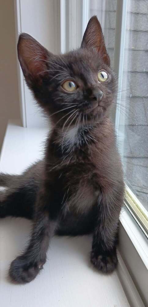 Licorice