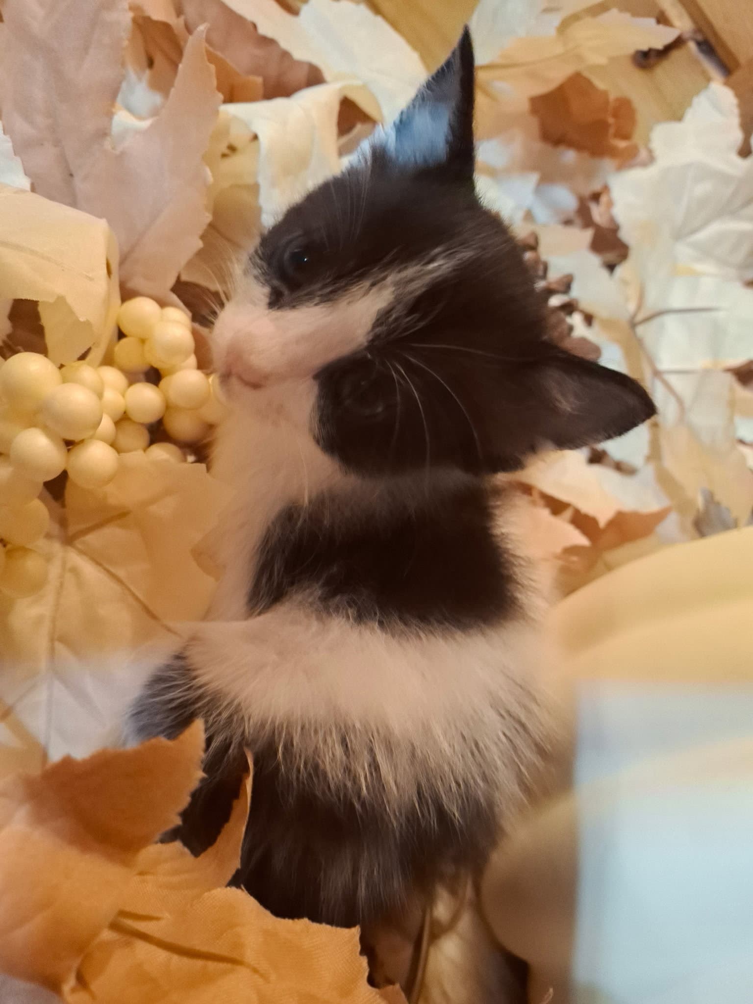 Domino