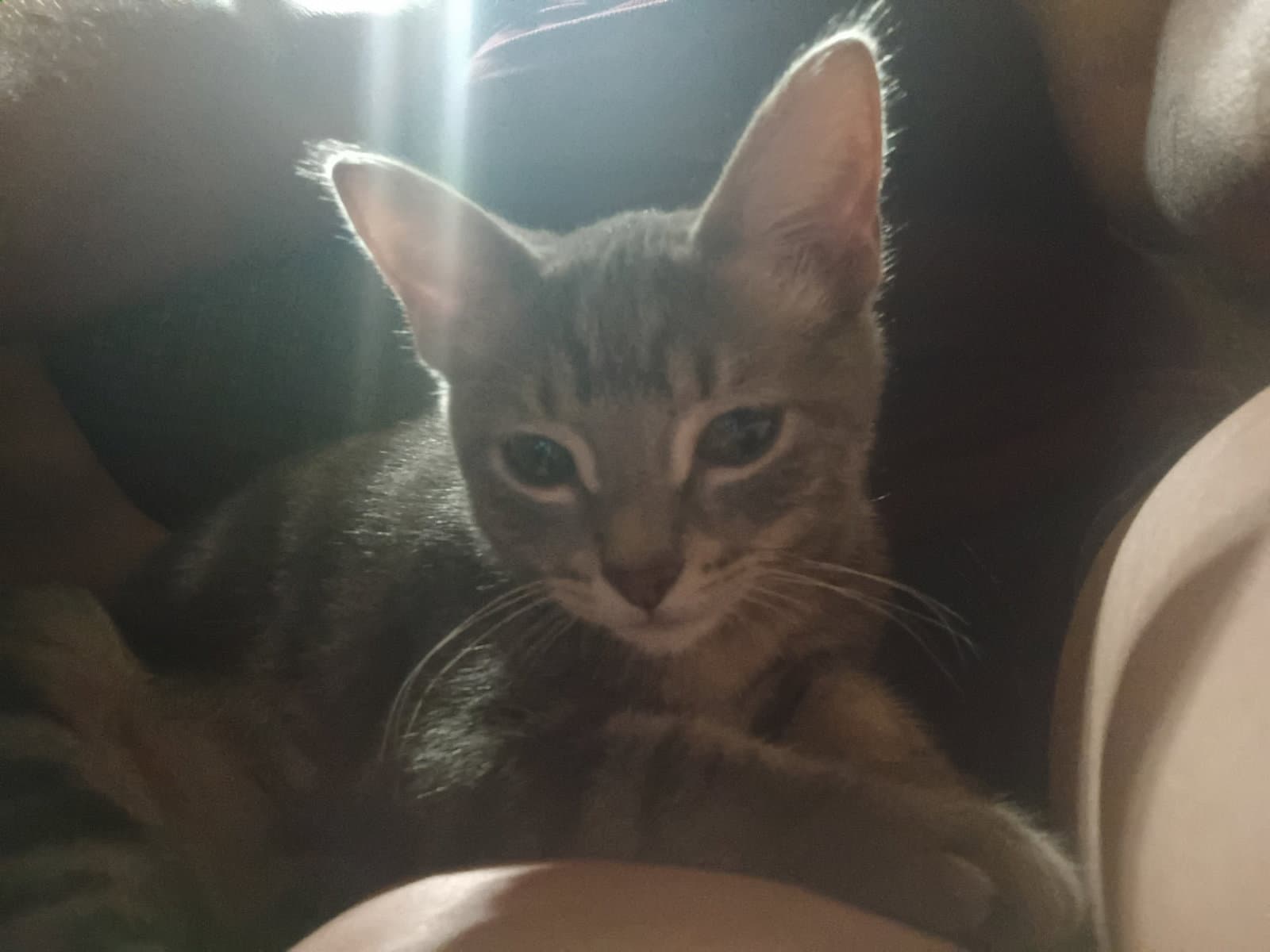 Puddy