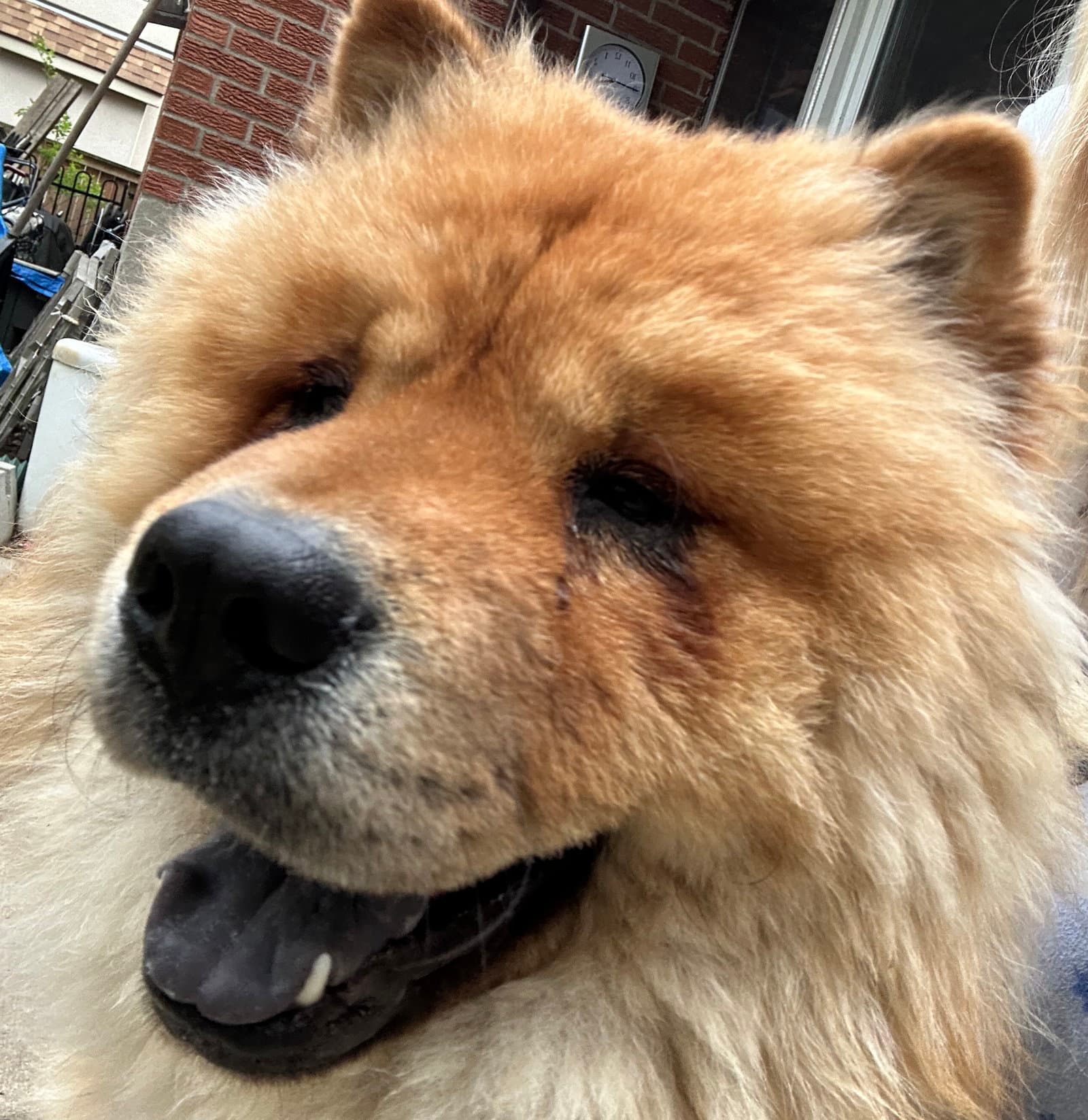 Adopted!
