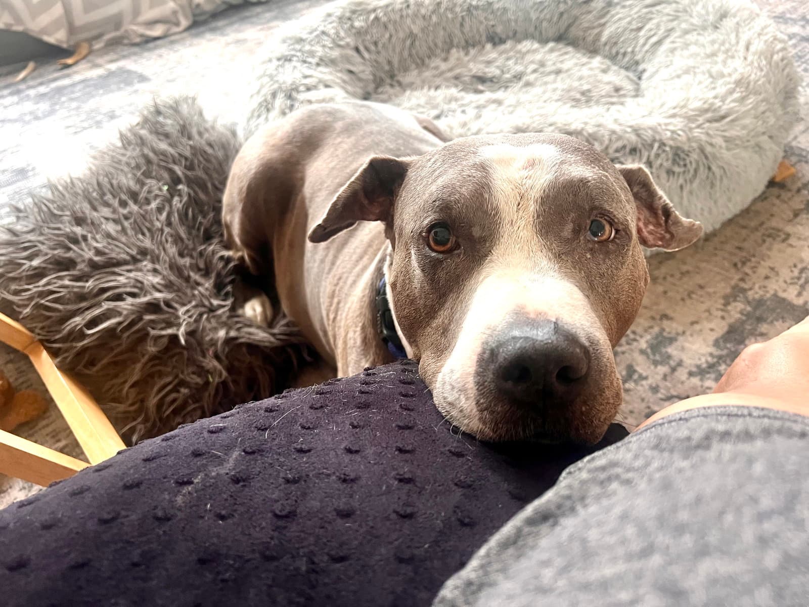 Taz